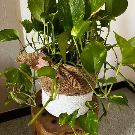 Donna Lucrezia * Λα Σπέτσια