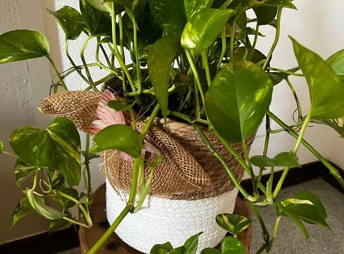 Donna Lucrezia * Специя